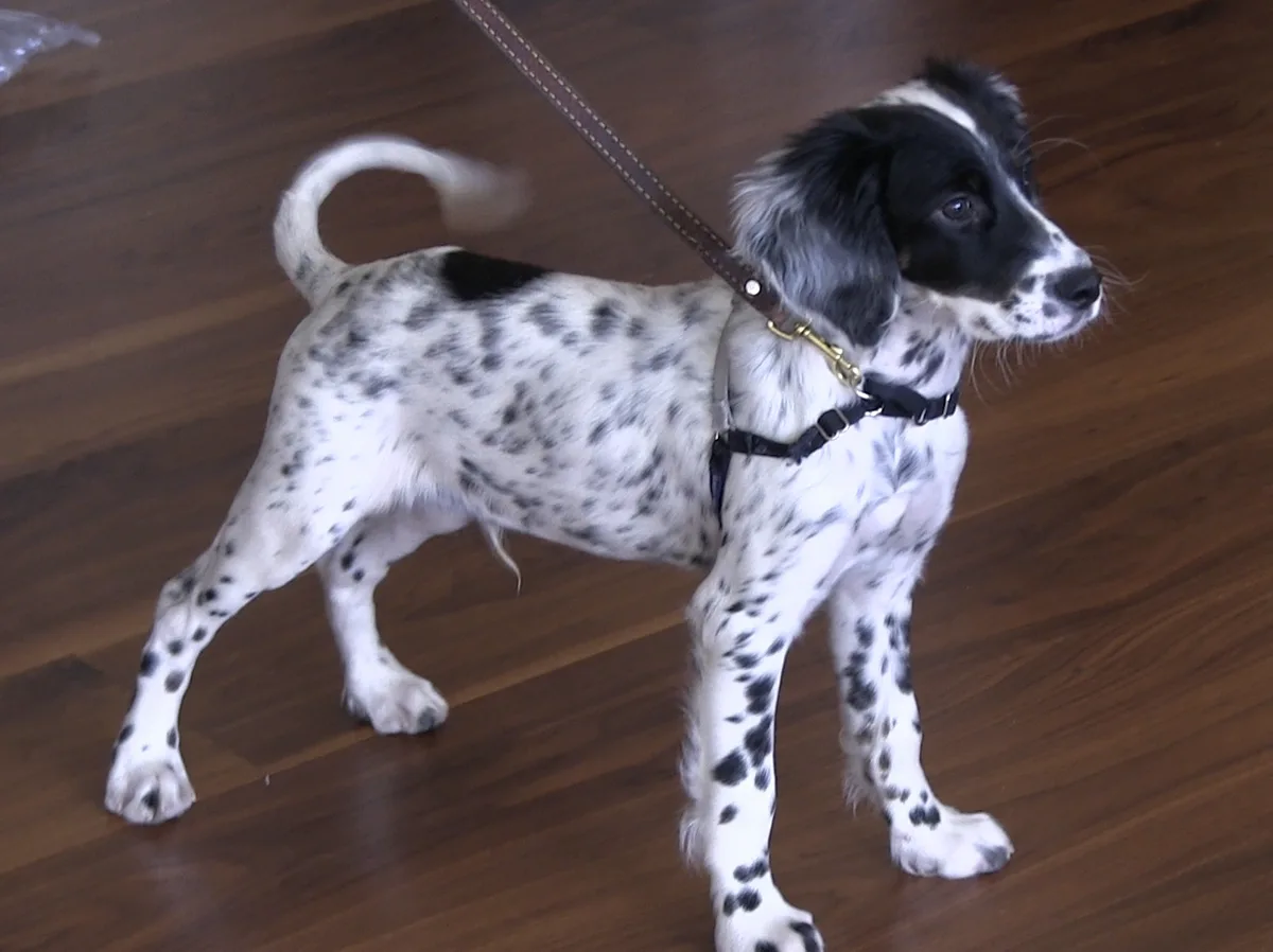 Llewellin Setter