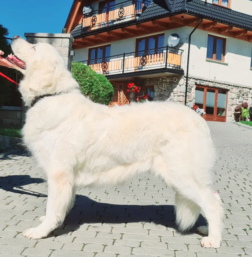 Owczarek Podhalanski