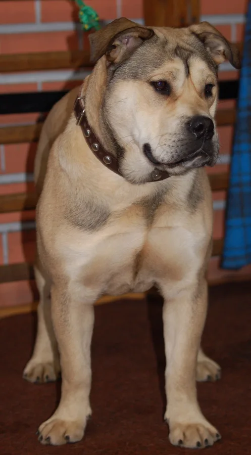 Majorca Mastiff