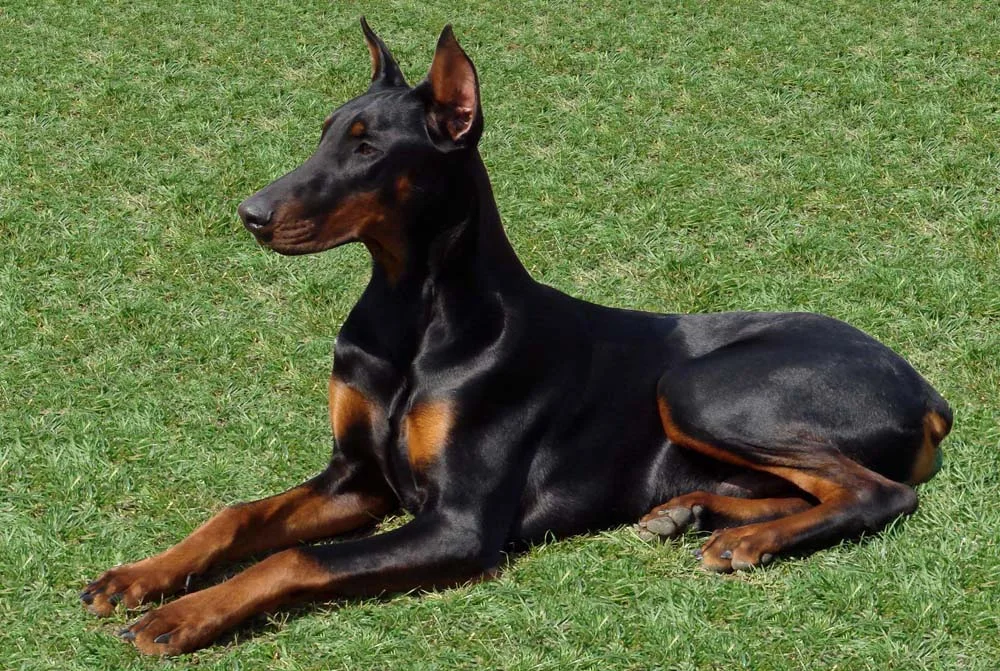Dobermann