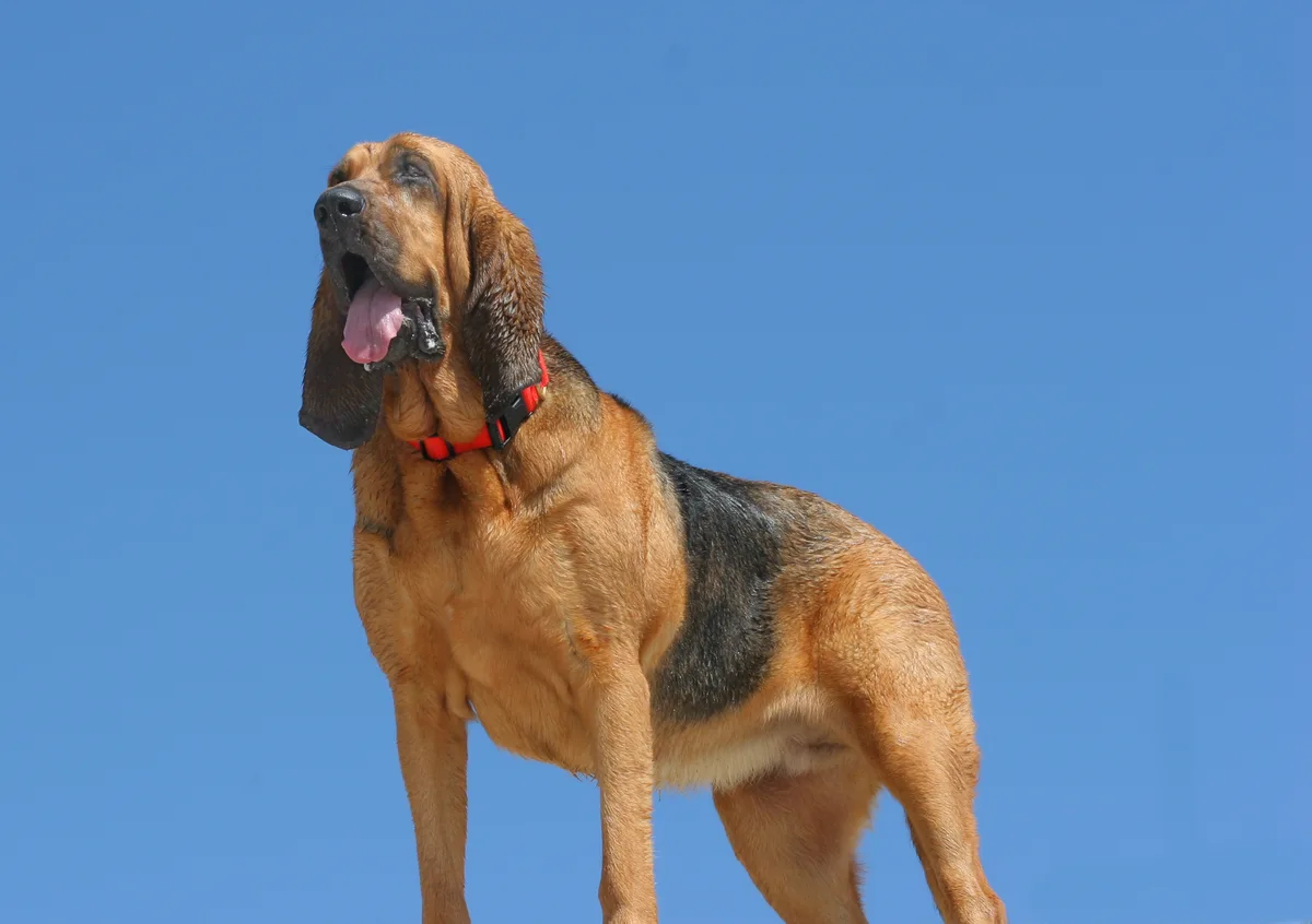 Bloodhound