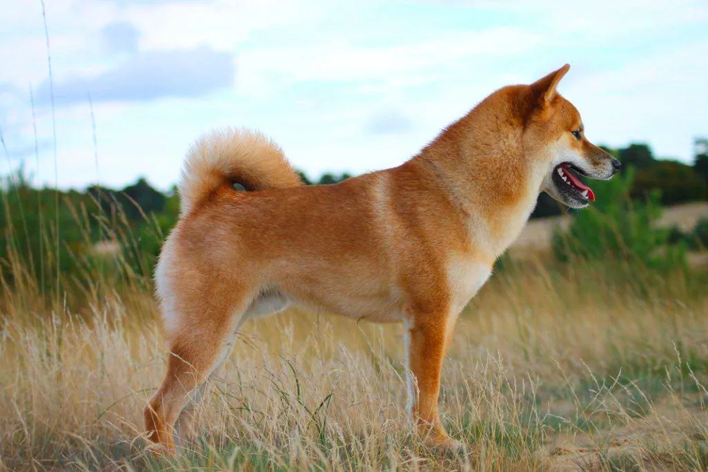Shiba