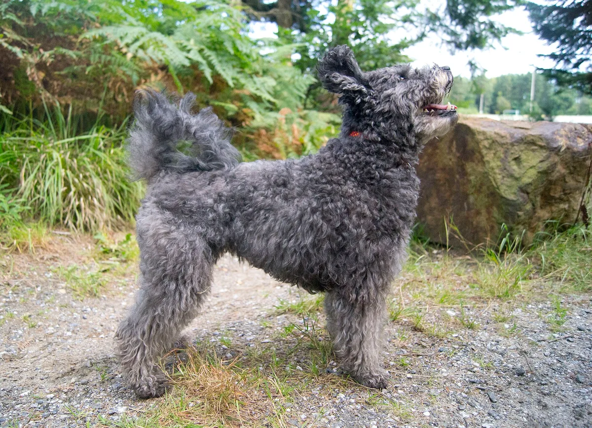 Pumi