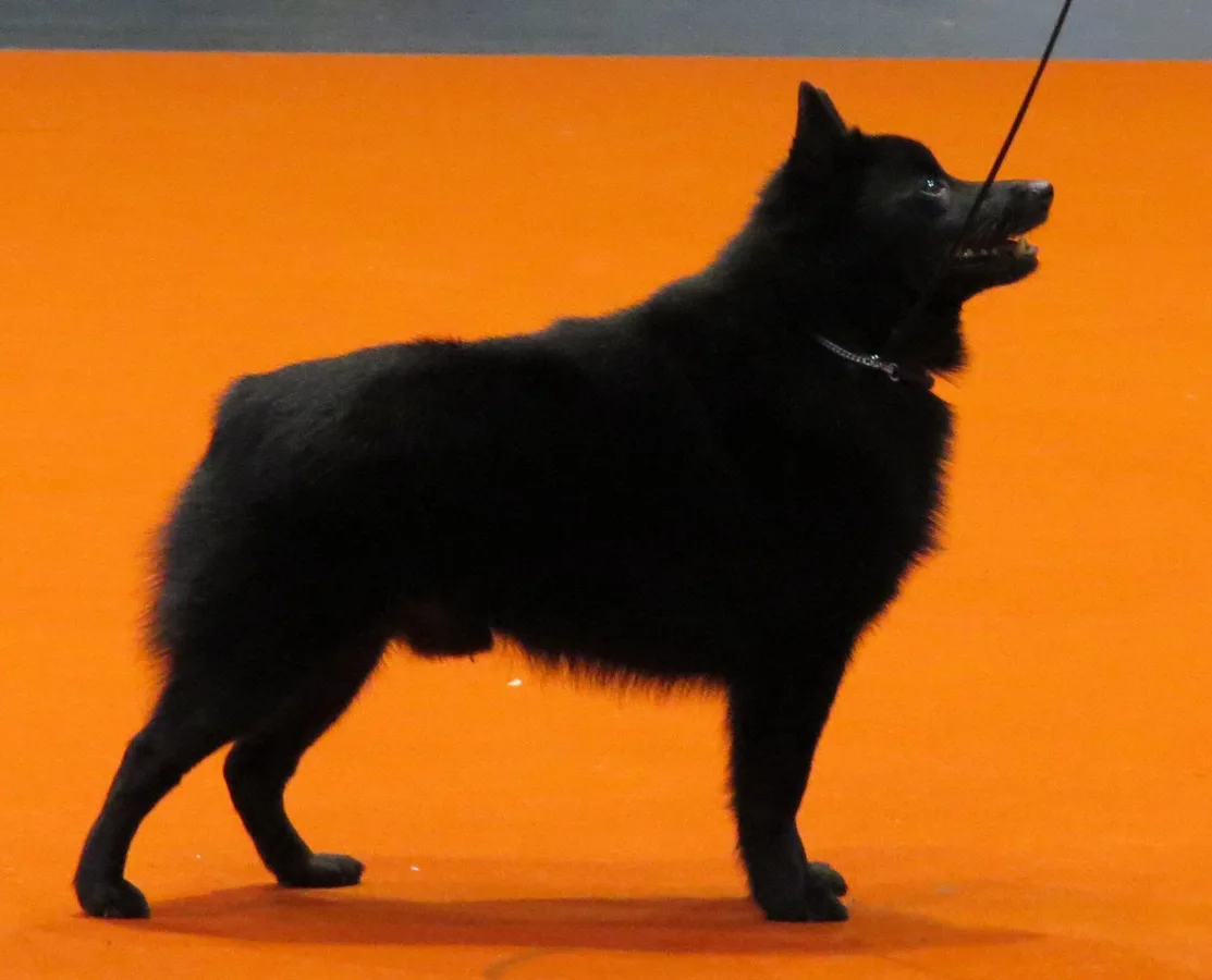 Schipperke