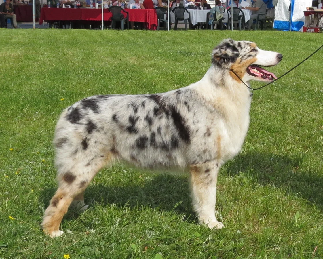 Australian Shepherd