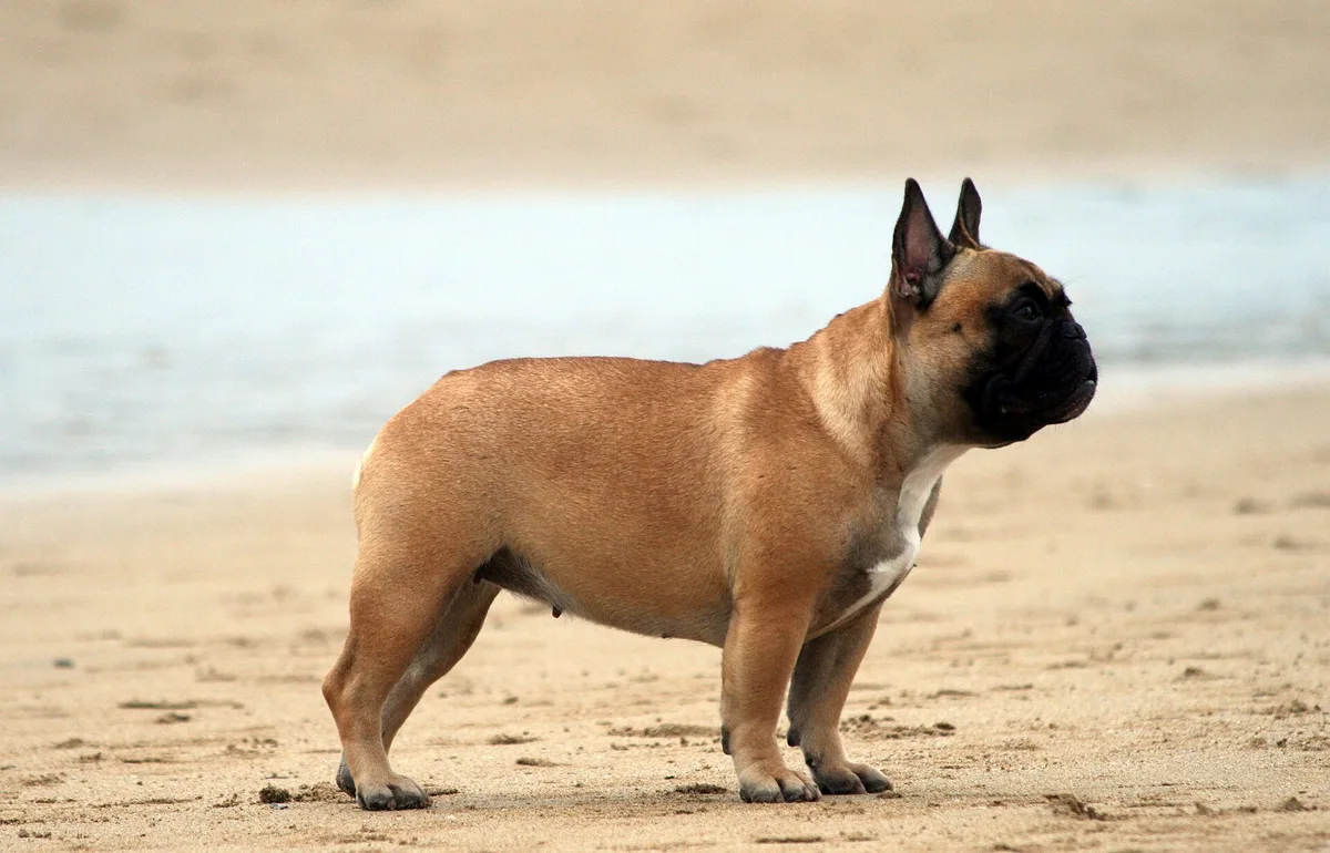 French Bulldog