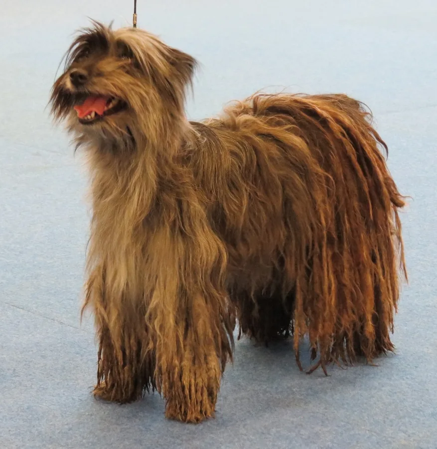 Long-Haired Pyrenean Sheepdog