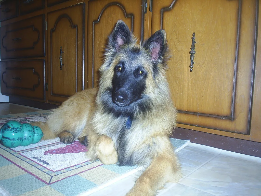 Belgian Shepherd Dog