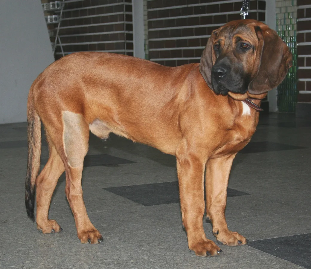 Hanoverian Scent Hound