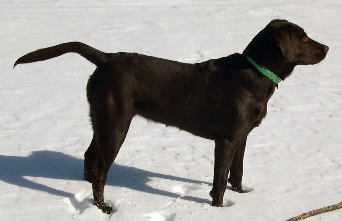 Labrador Retriever