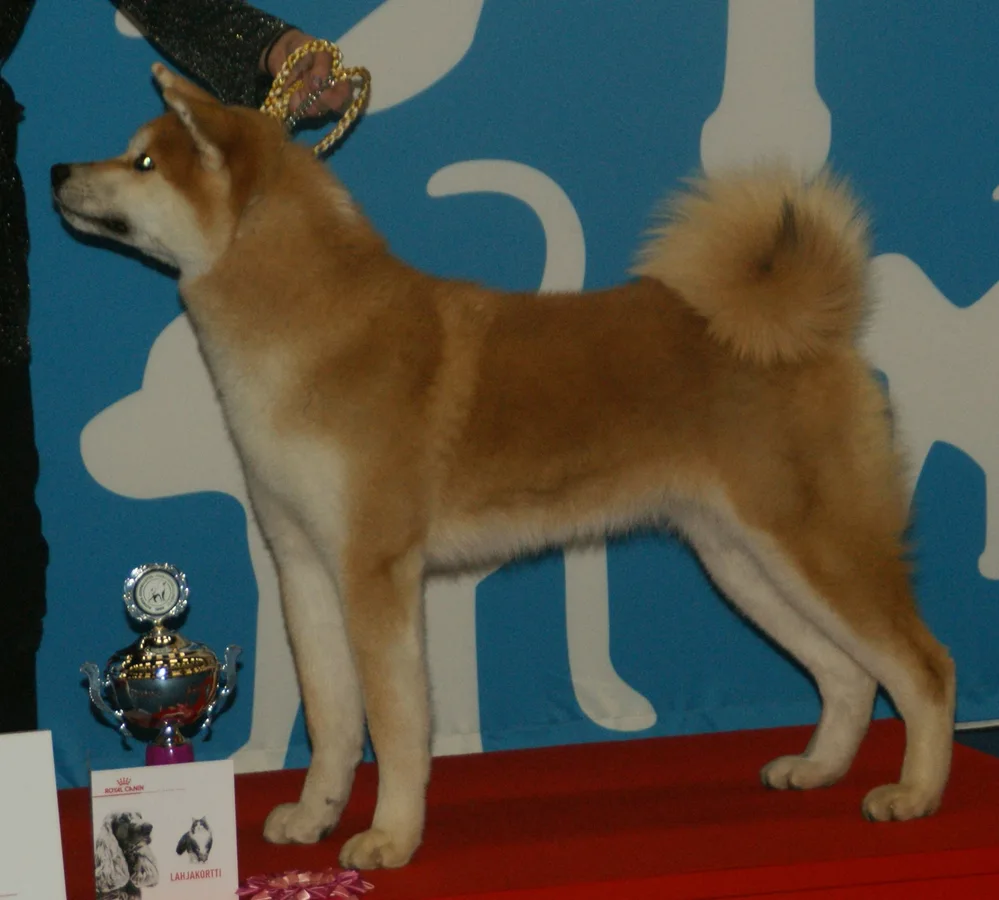 Japanese Akita