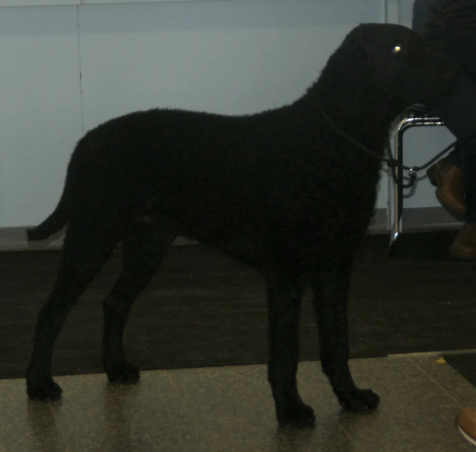 Curly Coated Retriever