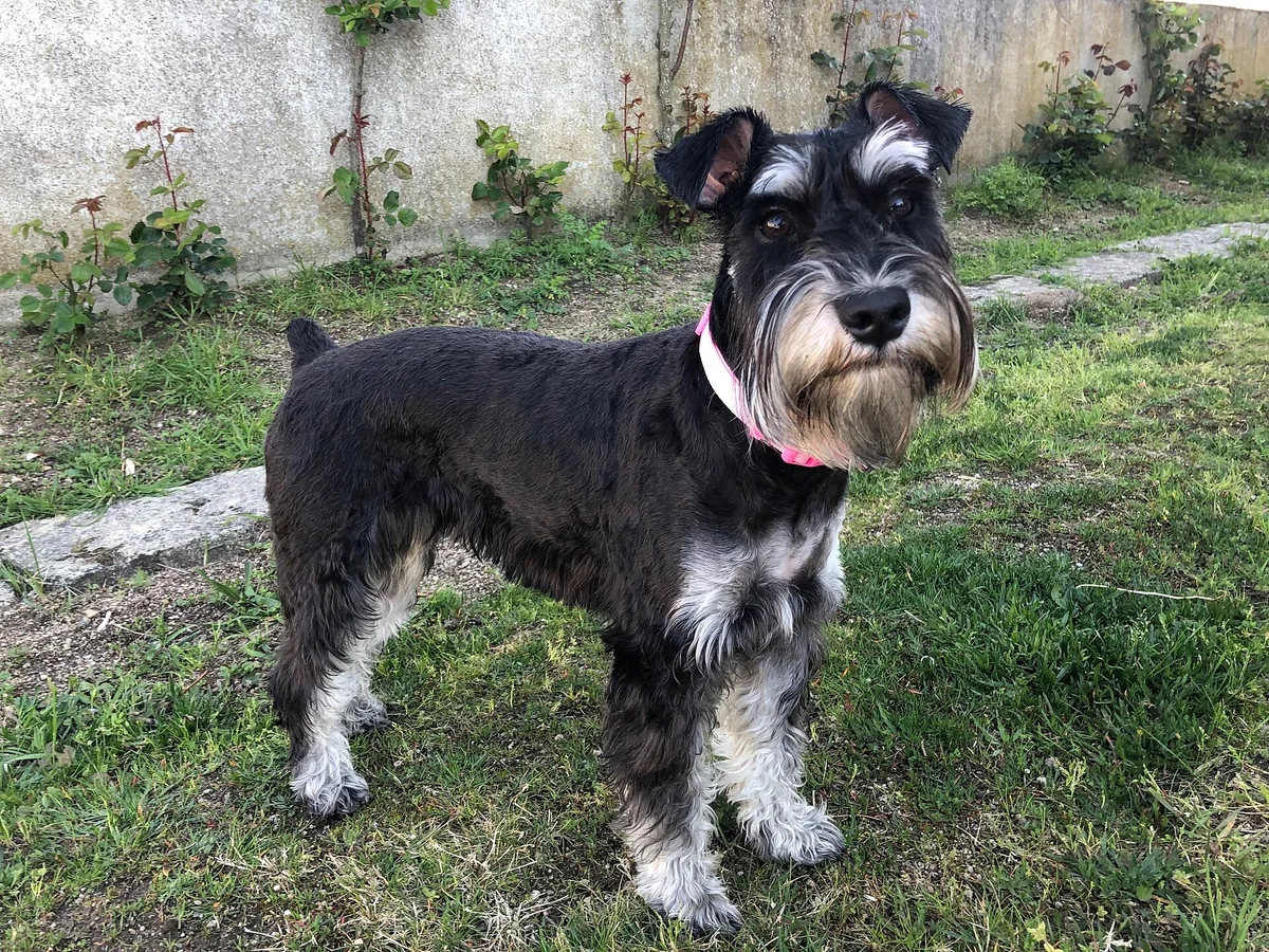Schnauzer