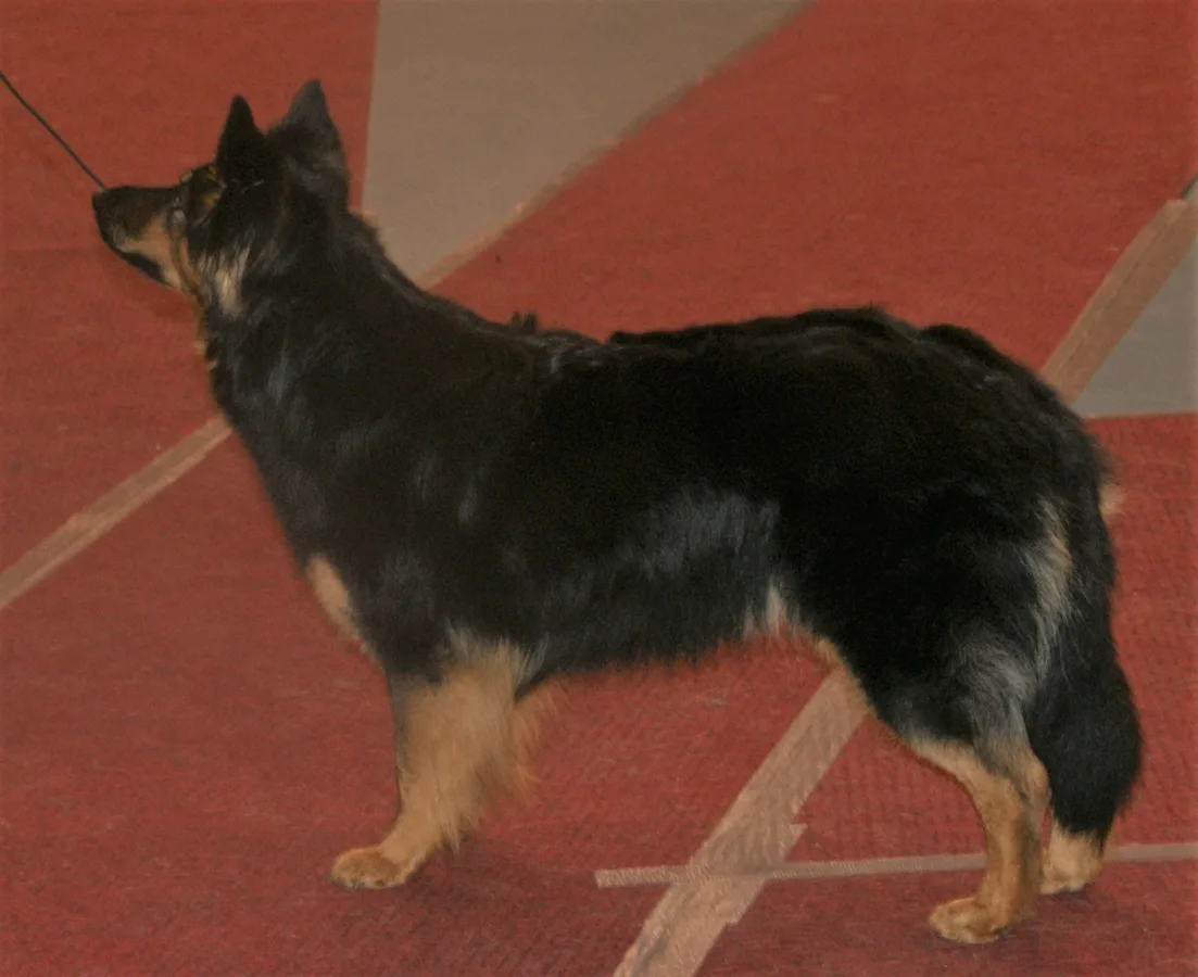 Bohemian Shepherd Dog