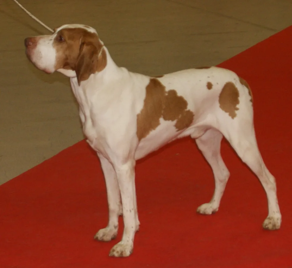 Ariege Pointing Dog
