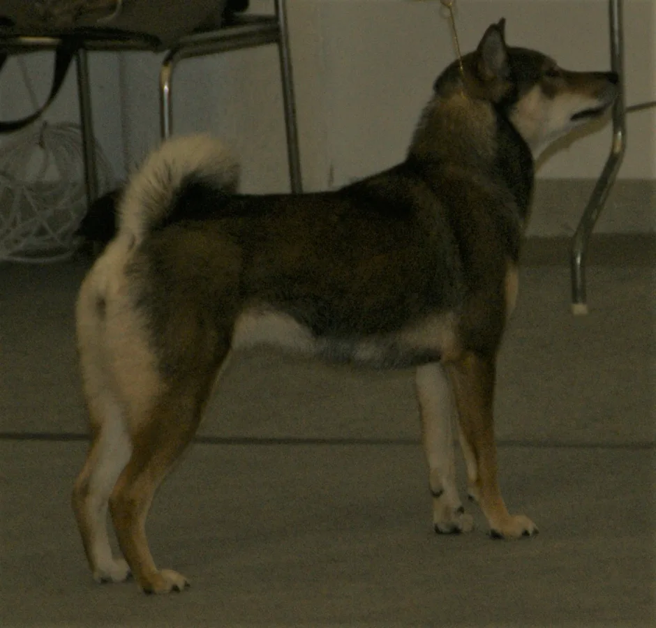 四国犬