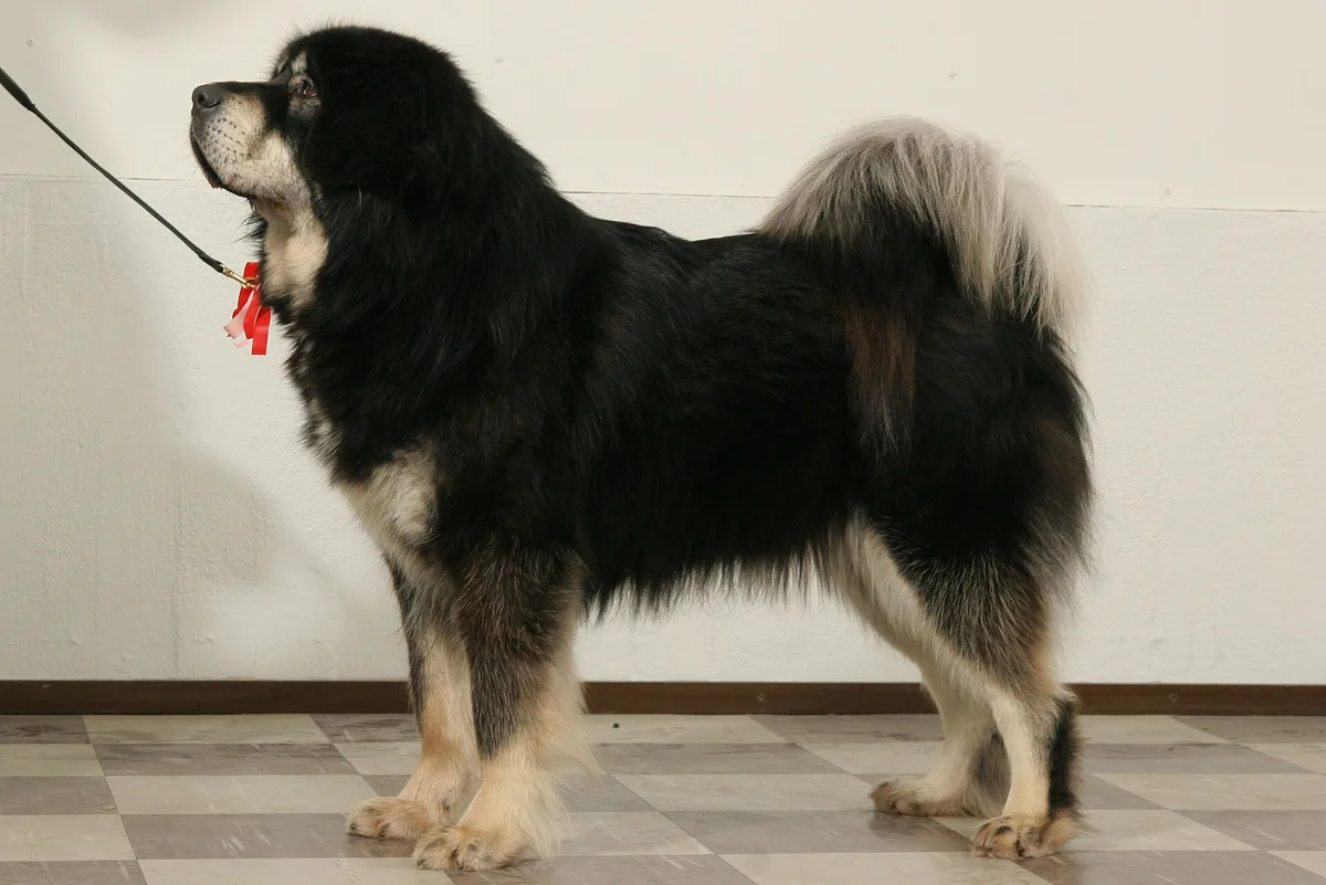 Tibetan Mastiff