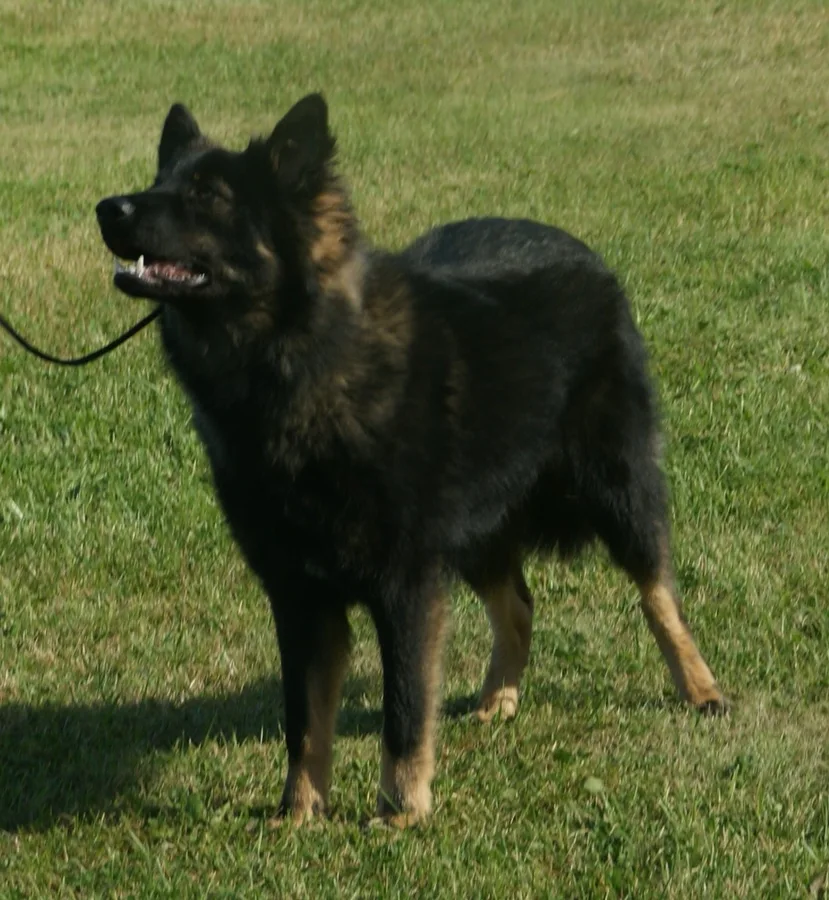 Lapponian Herder