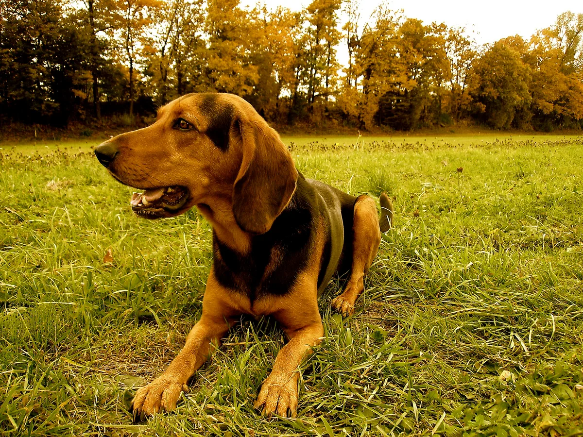 Hellenic Hound