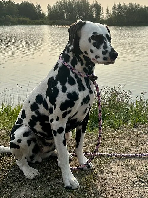 Black Spots