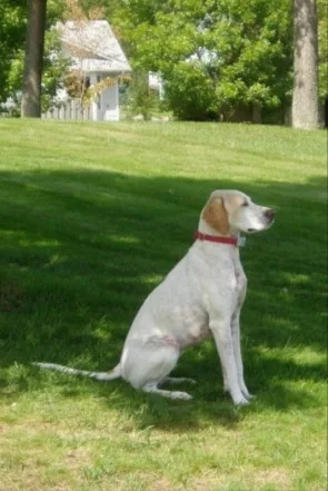 English Pointer
