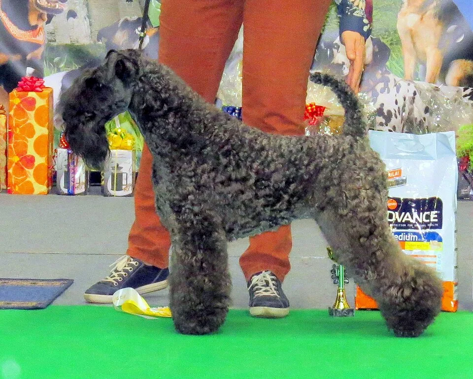 ブルー・黒