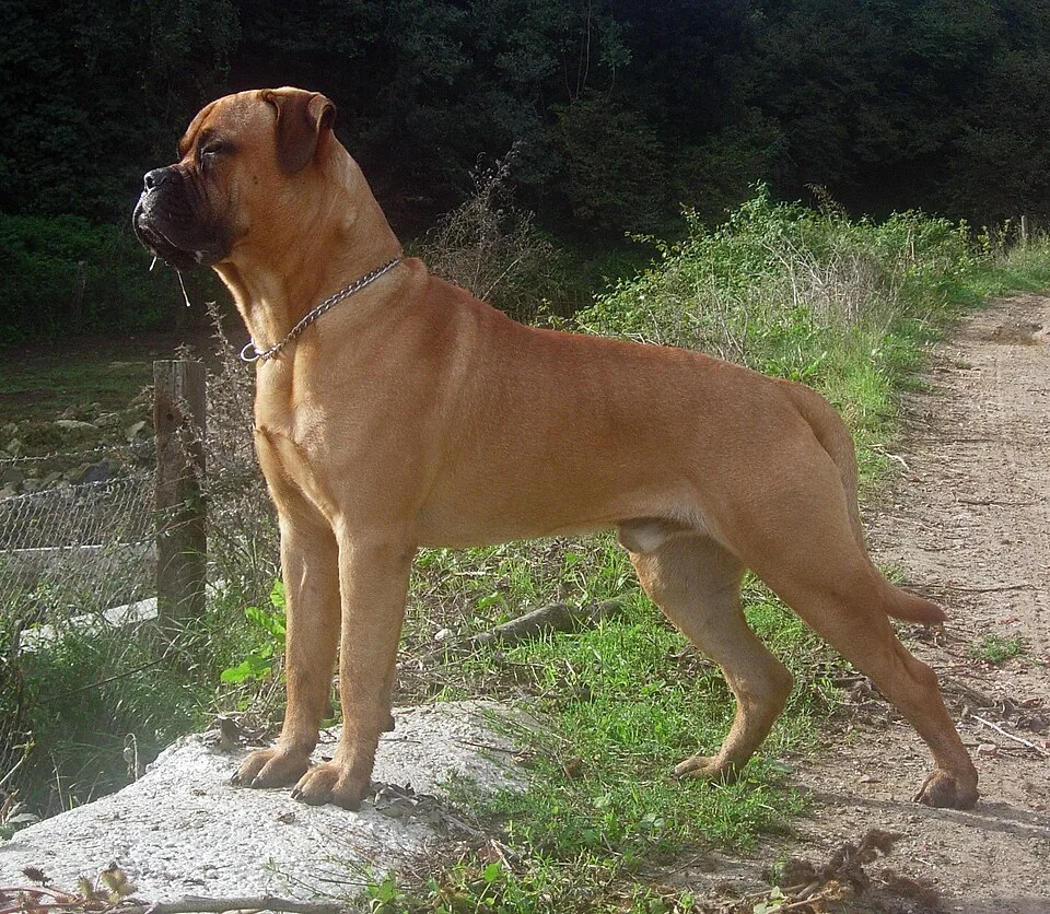 Red Fawn