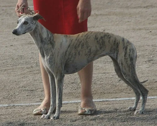 Brindle