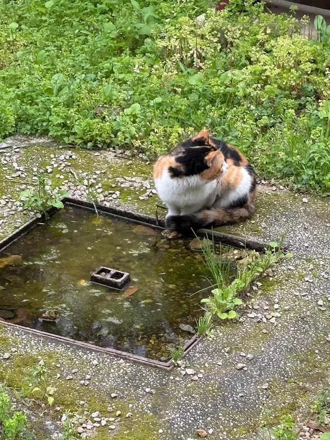 品種を限定しない猫（短毛）