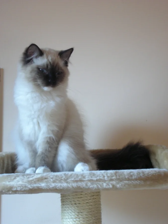mitted