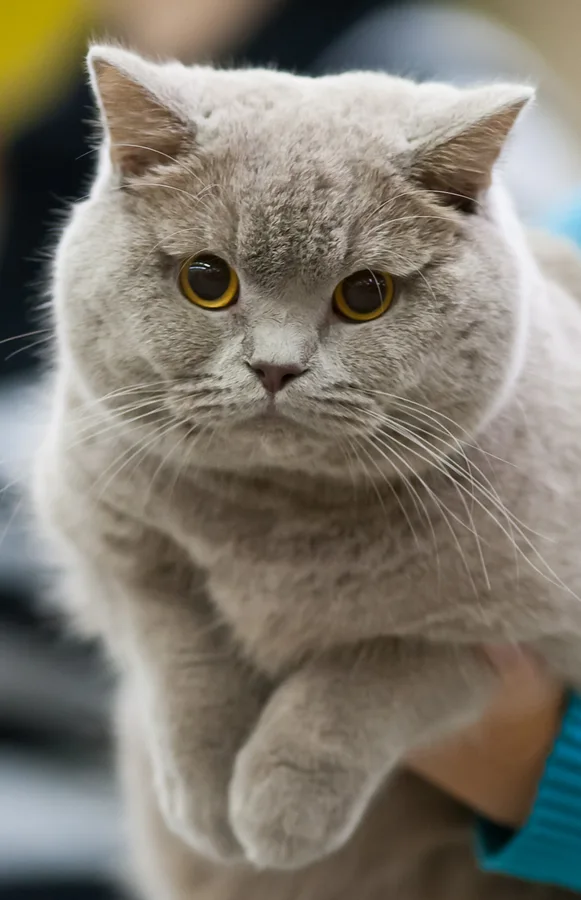 ライラック