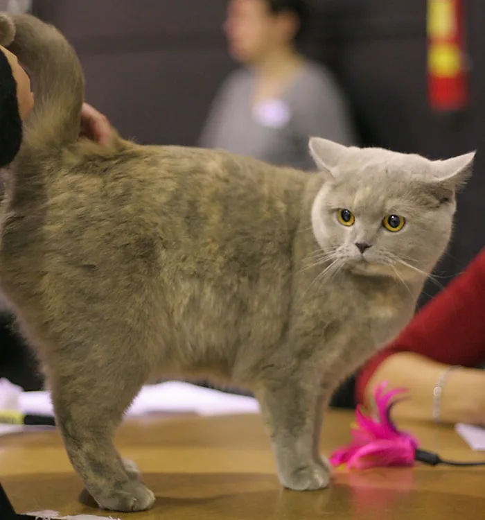 ライラックのサビ