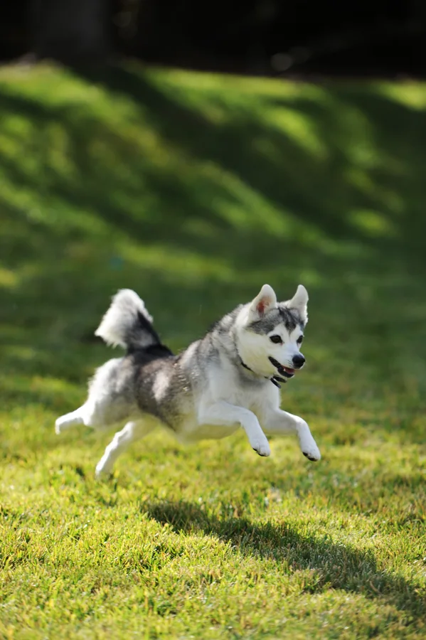 アラスカン・クリー・カイ
