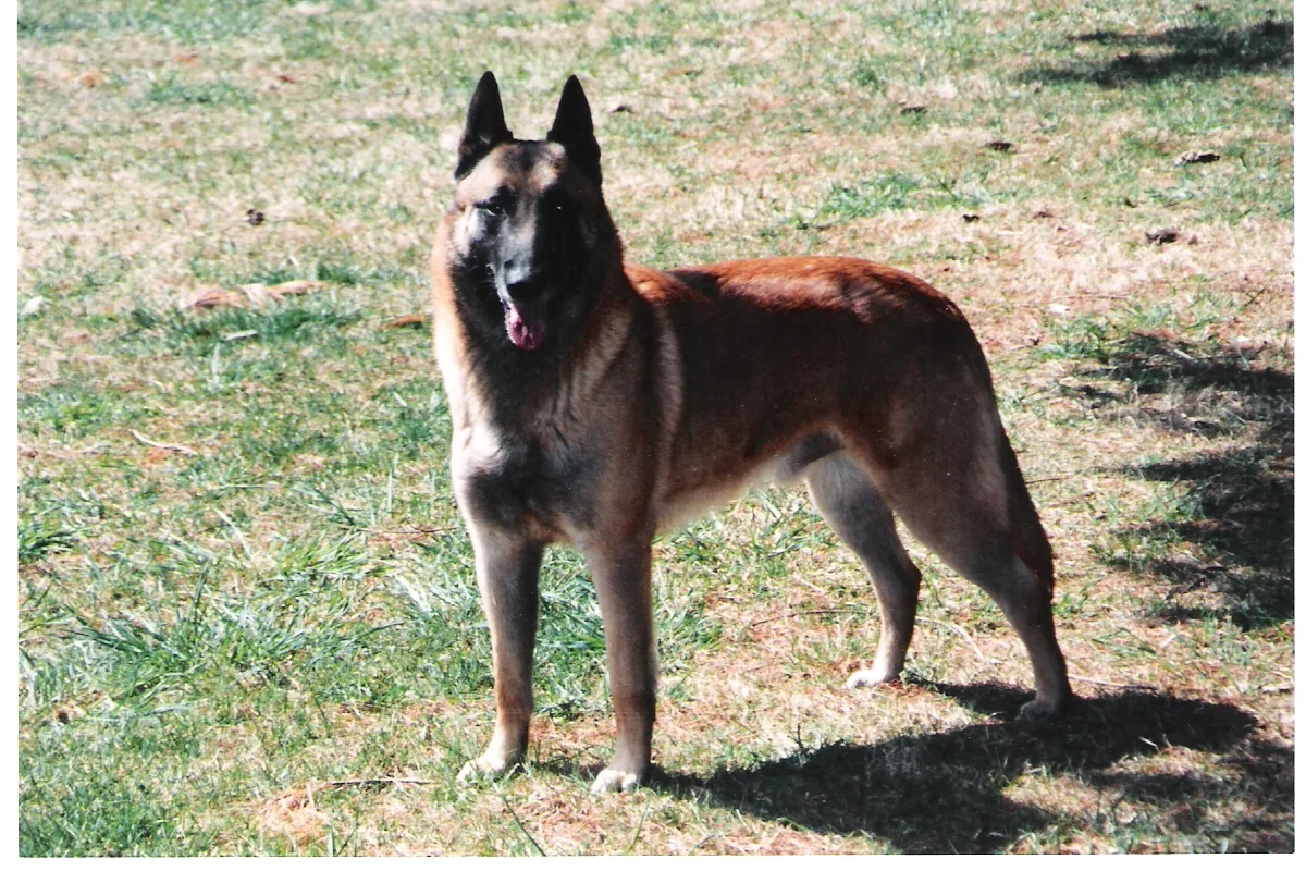 Belgian Malinois