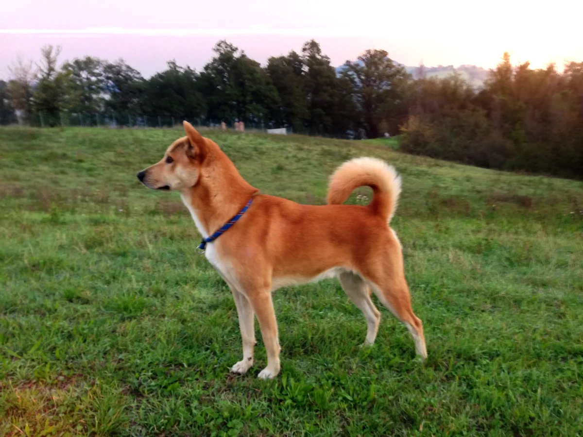 Canaan Dog