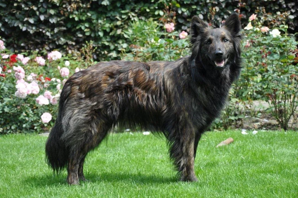 Dutch Shepherd Dog