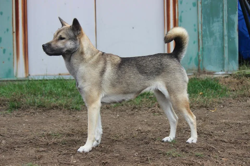 紀州犬