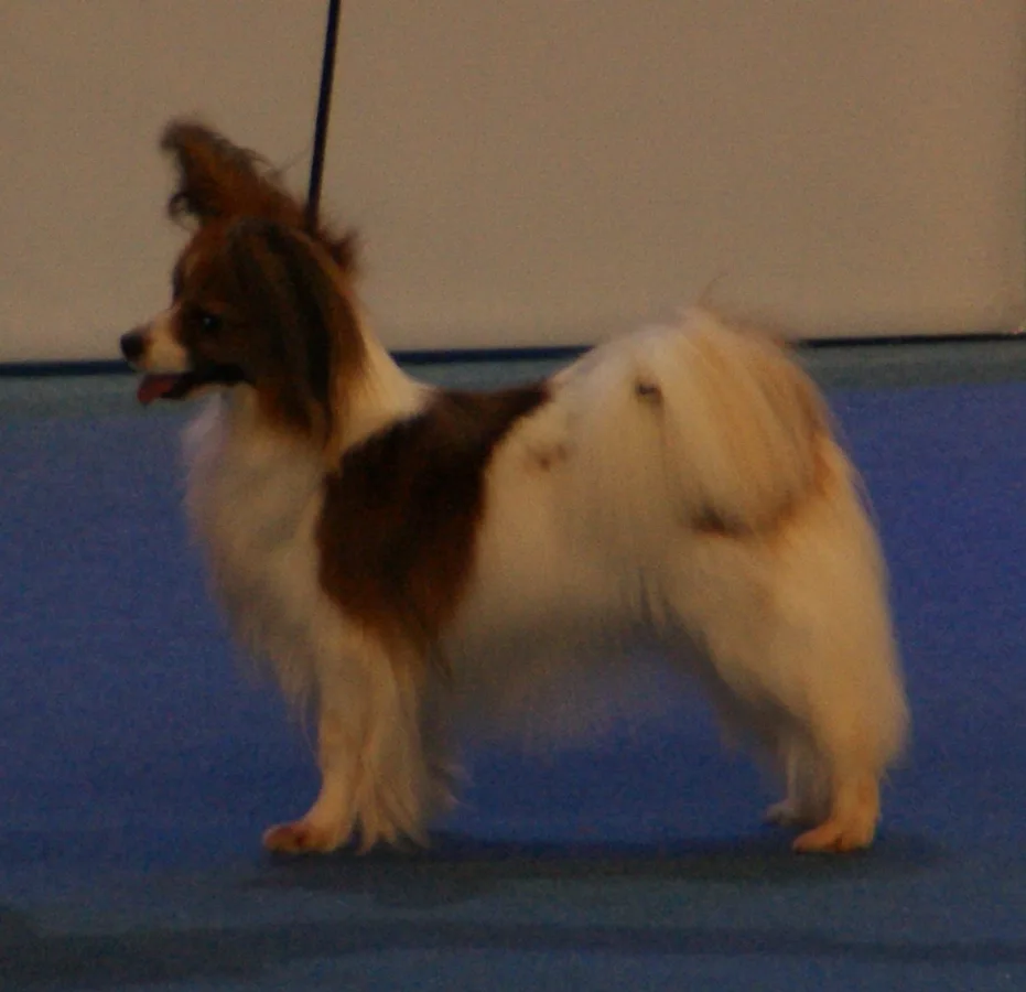 Papillon