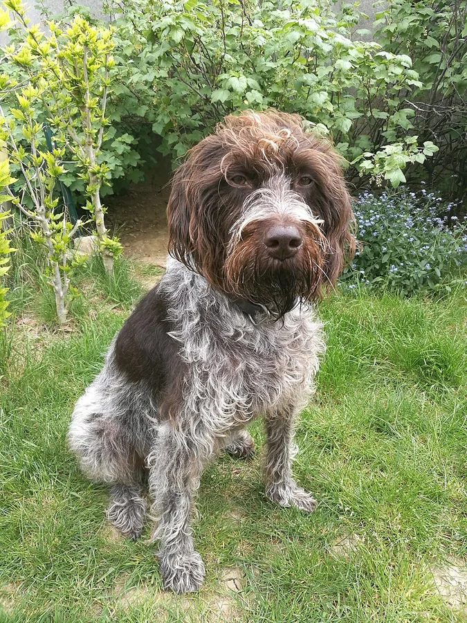 Wire-Haired Pointing Griffon Korthals