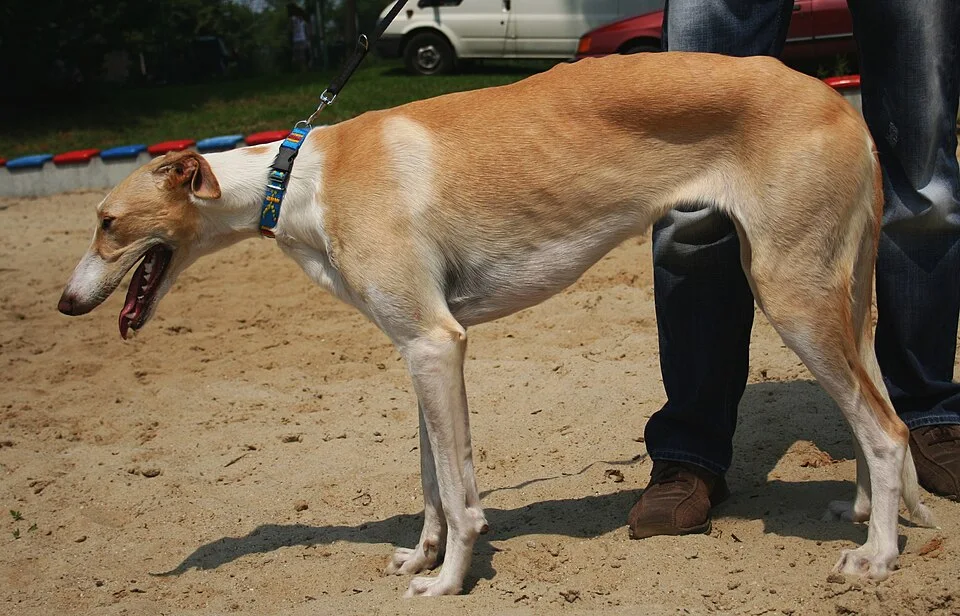 Polish Greyhound