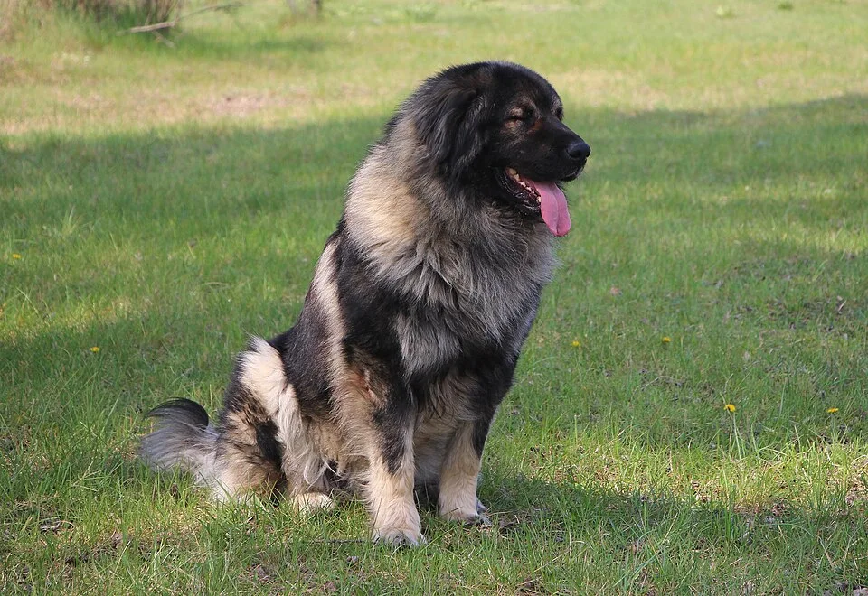 Yugoslavian Shepherd Dog - Sharplanina