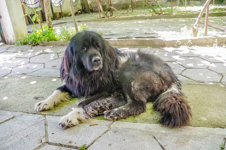 Macedonian Shepherd Dog Karaman