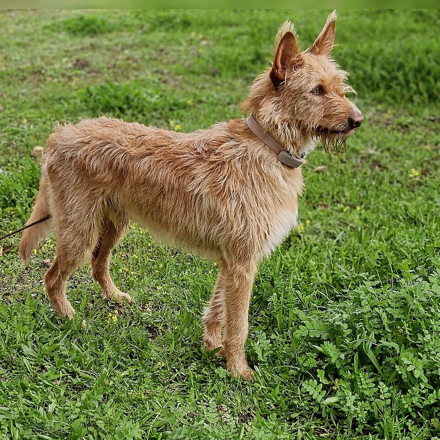 Portuguese Podengo