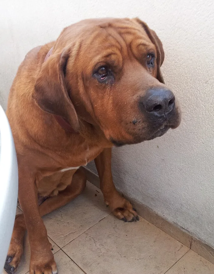 土佐犬