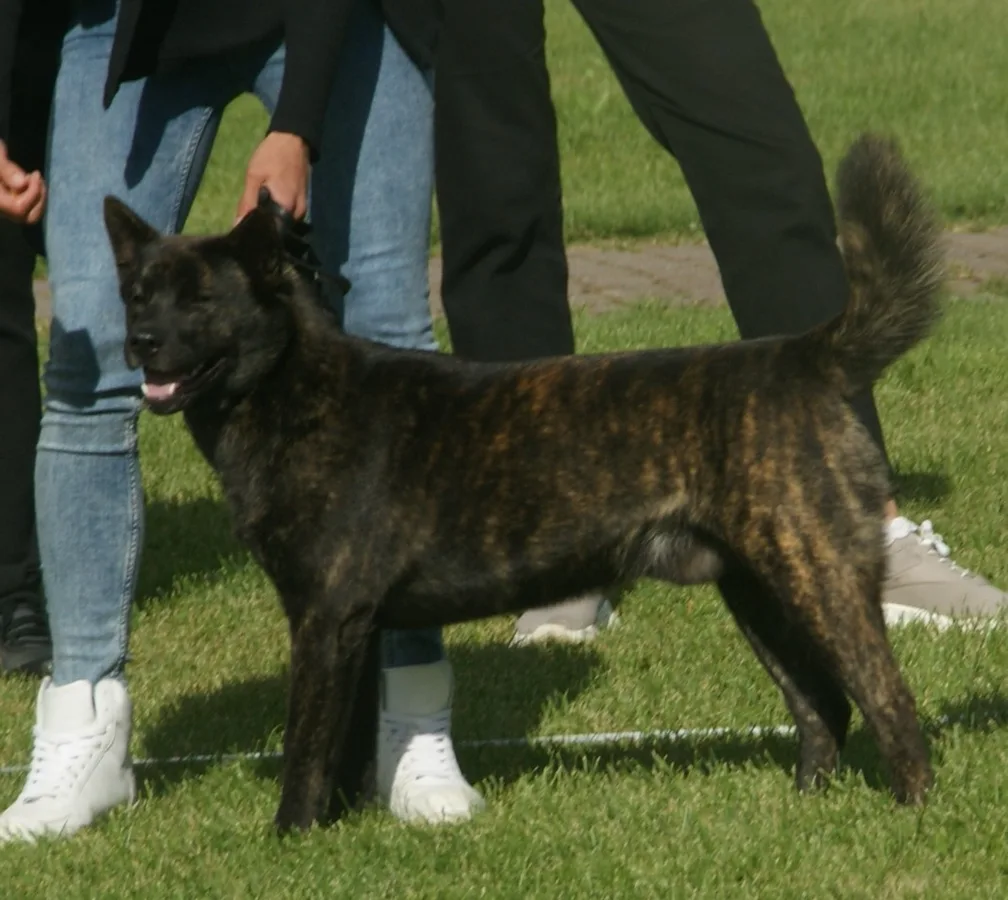 甲斐犬