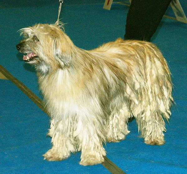 Pyrenean Shepherd