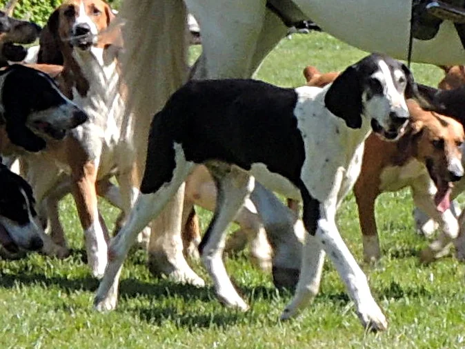 French White & Black Hound