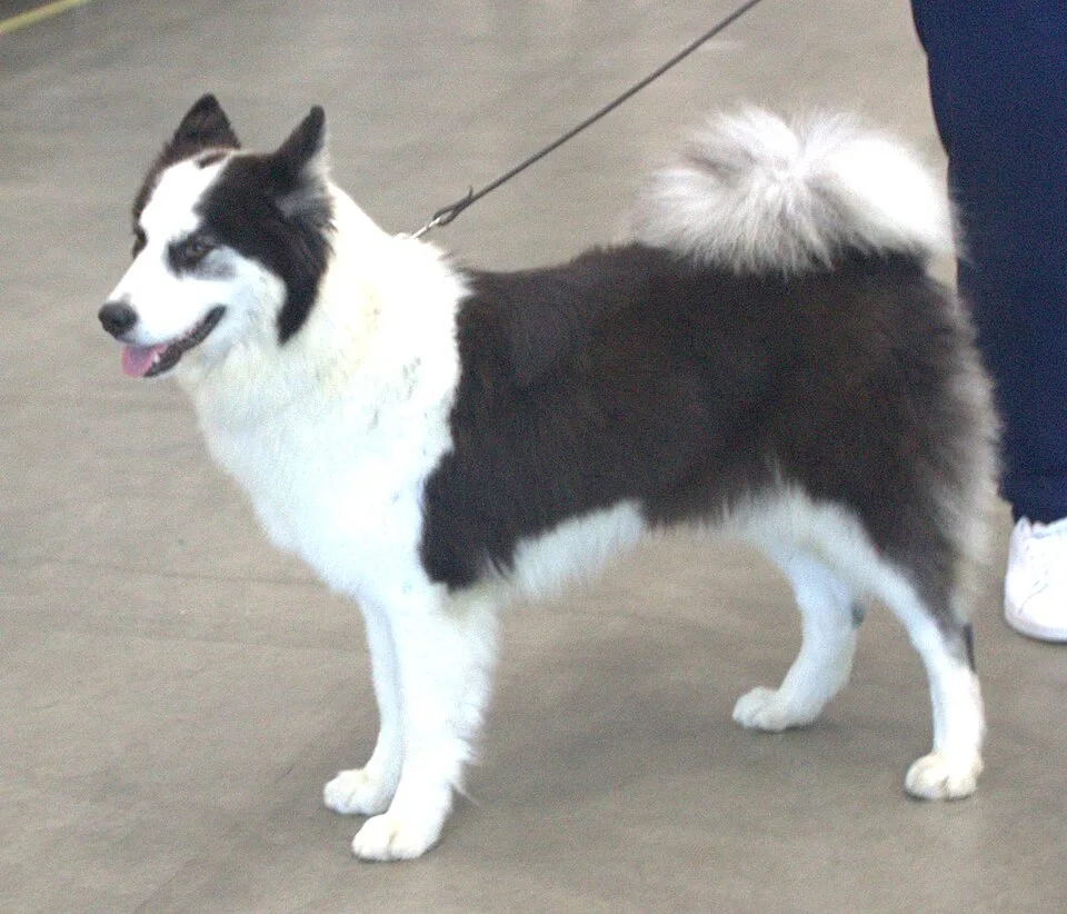 Yakutian Laika