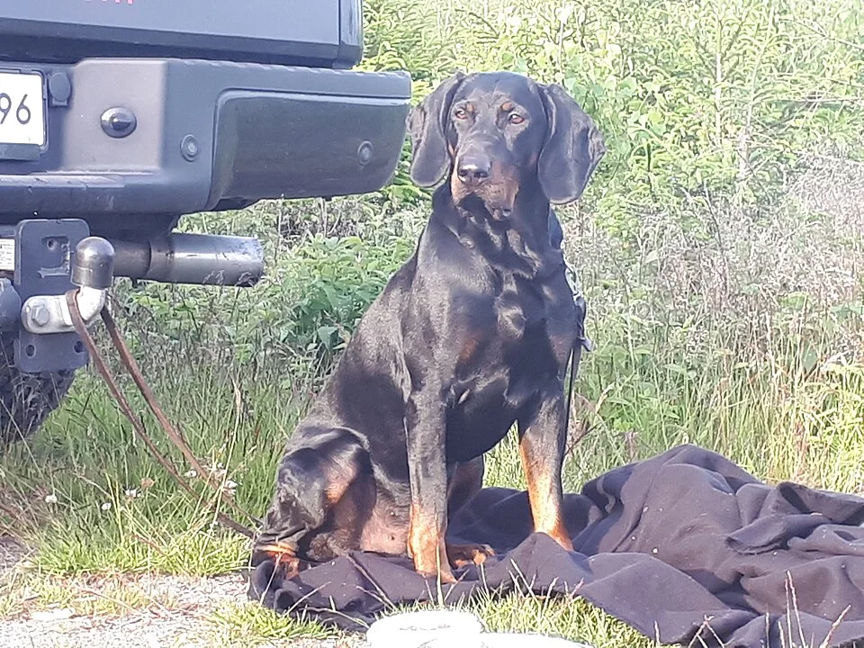 Polish Hunting Dog