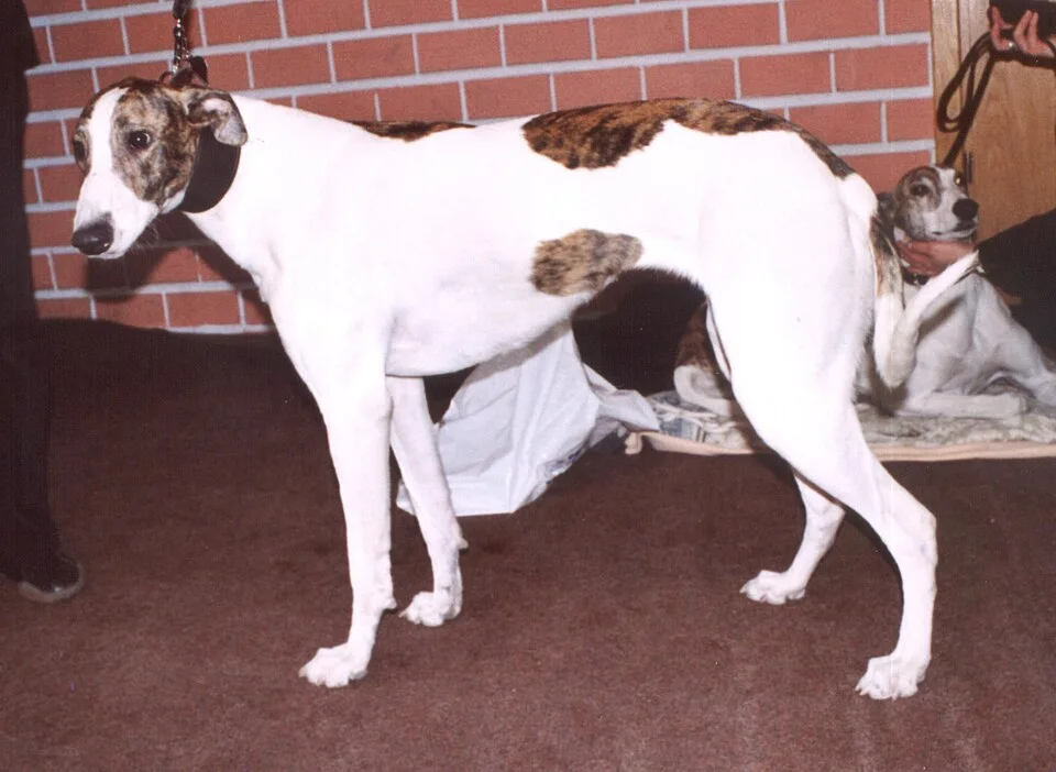 Hungarian Greyhound (Magyar Agar)